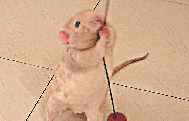 #pet rats #rats #pet rat play #pet rat toy #cute pets