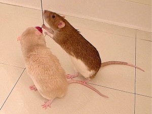 about pet rats, pet rats, pet rat, rats, rat, fancy rats, fancy rat, ratties, rattie, pet rat care, pet rat info, pet rat play, pet rat behavior