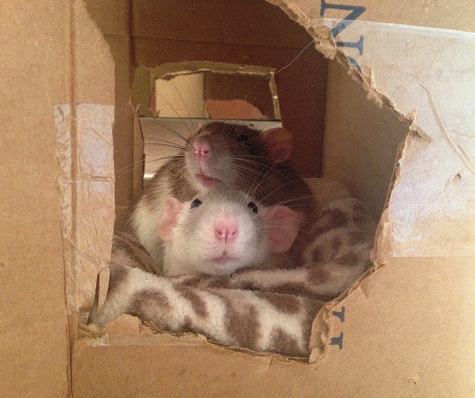 pet rat chewing