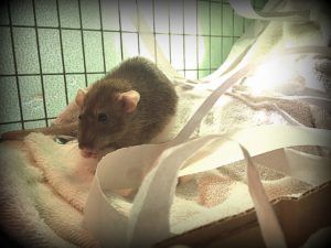 #pet rat bedding #pet rat litter #pet rat litter box training #pet rat care #pet rat cage #rat #rats #aboutpetrats #pet rat #pet rats