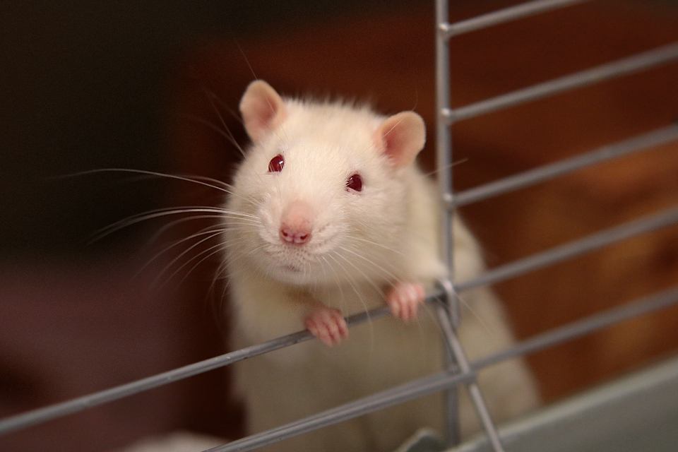 pet rat bites are common from pink-eyed rats