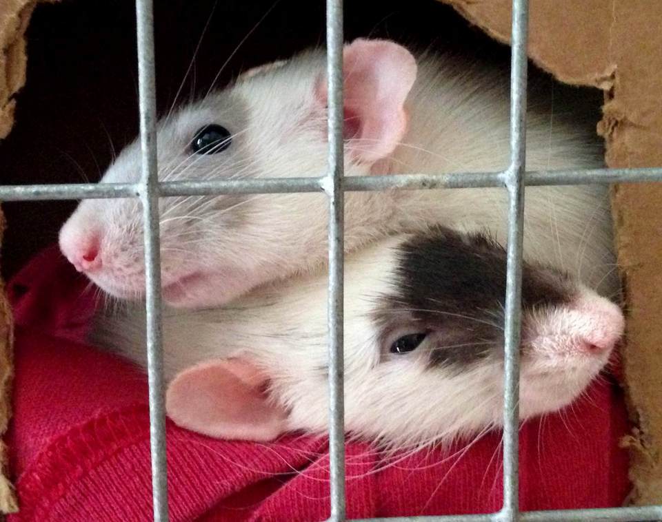 free rat cages