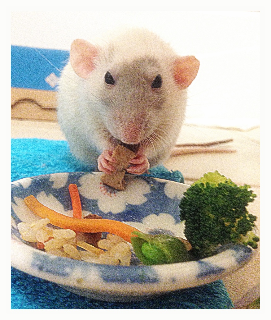 Commercial Diets - About Pet Rats