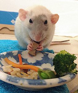 pet rat food